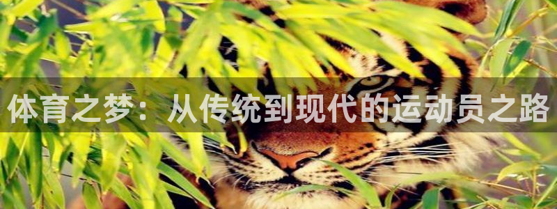 杏宇零能源集团：体育之梦：从传统到现代的运动员之路