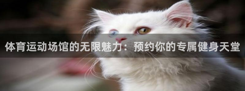 杏宇4：体育运动场馆的无限魅力：预约你的专属健身天堂
